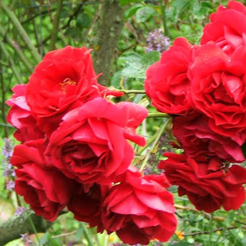 Červená - Stromkové ruže,  kvety kvitnú v skupinkáchstromková ruža s kríkovitou tvarou koruny